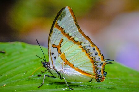 Nature the forests butterfly