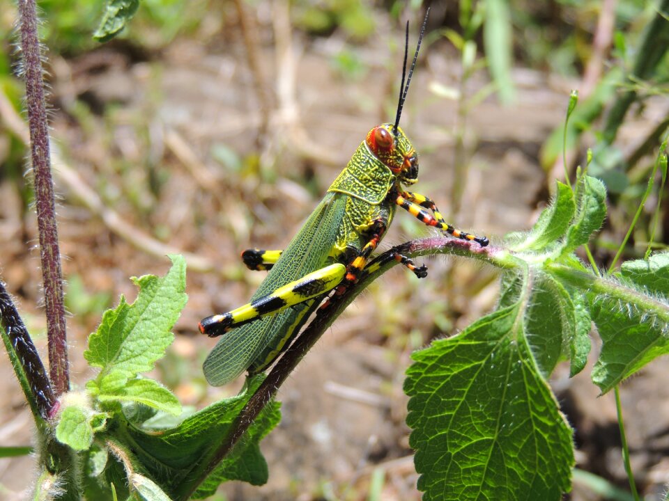 Insect cricket nature