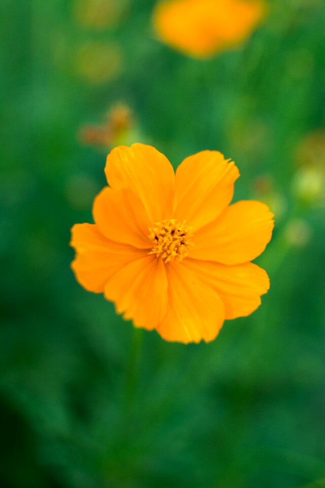 Flower marigold flowers