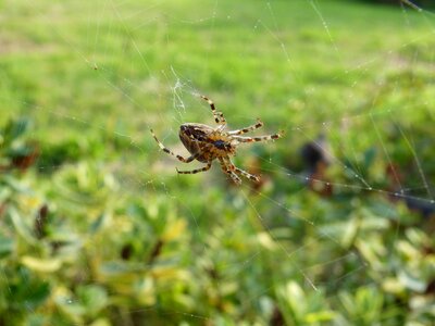 Spider garden canvas