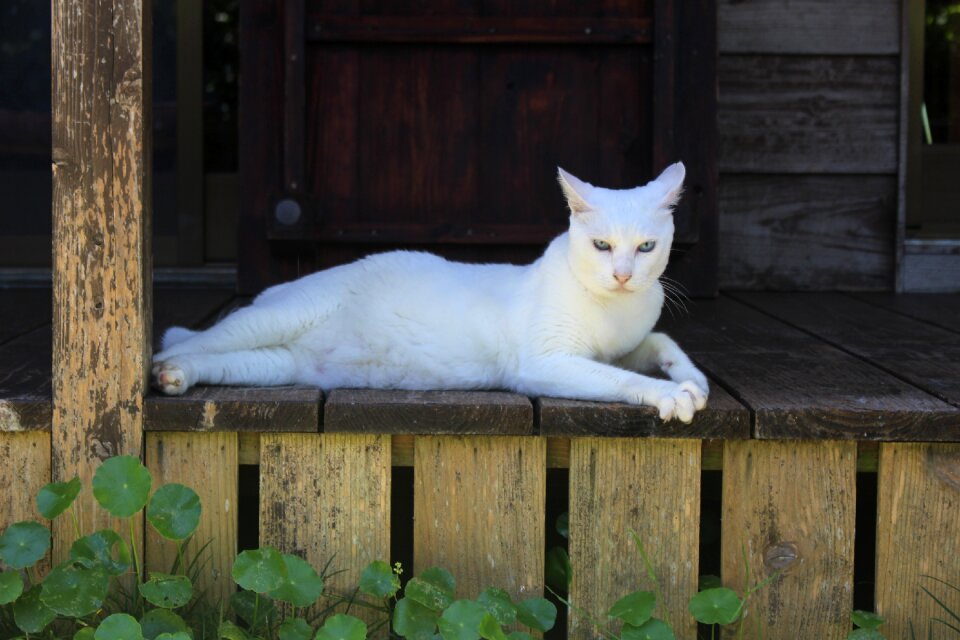 Cat the white temple okinawa prefecture