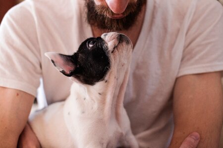 Pets eyes muzzle photo