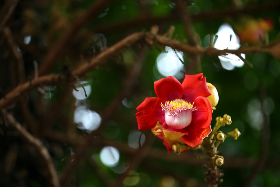 Botany brazil nut cannonball tree