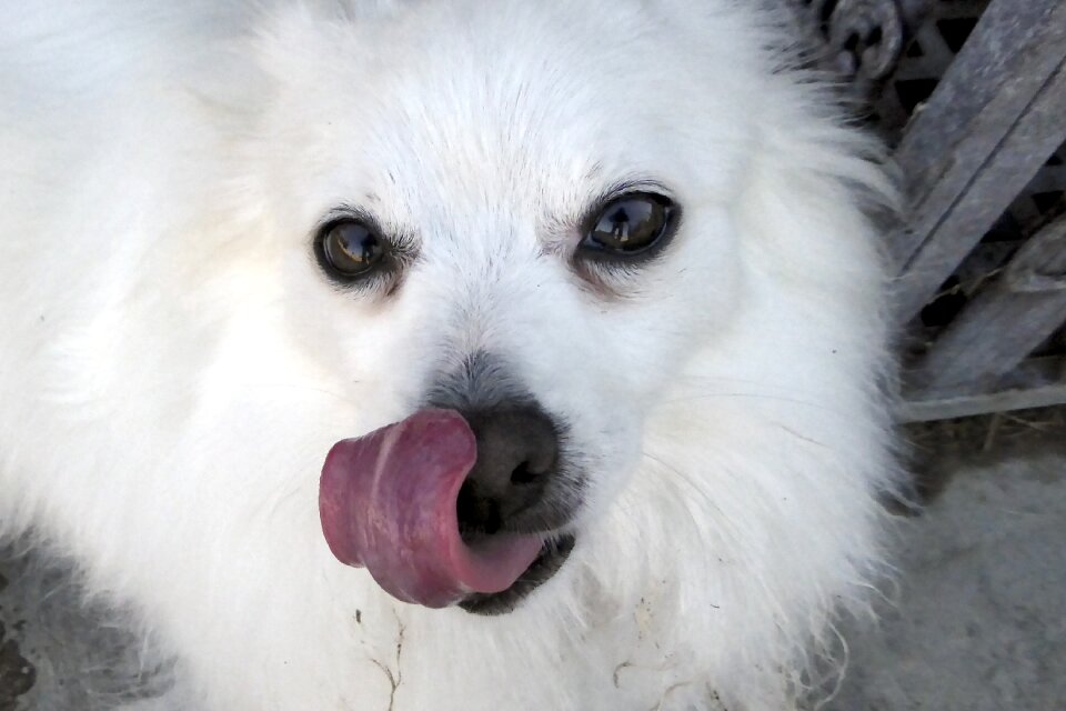 Face smiling dog pom