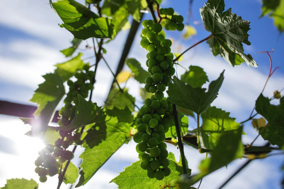Vines grapes cluster