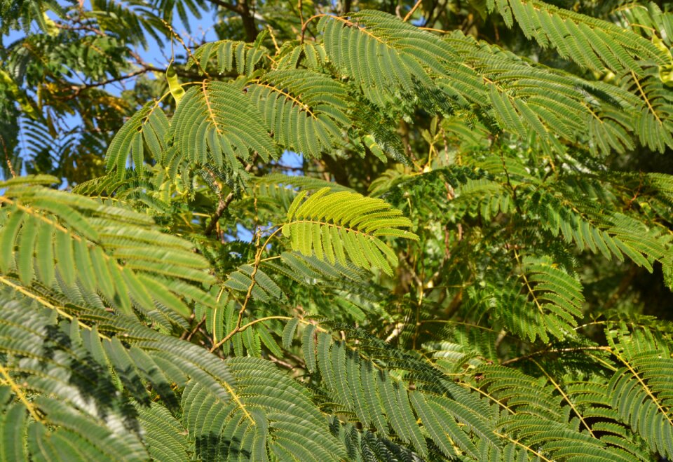 Nature foliage green