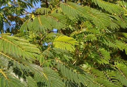 Nature foliage green