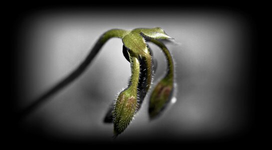 Indus origin flower buds geranium