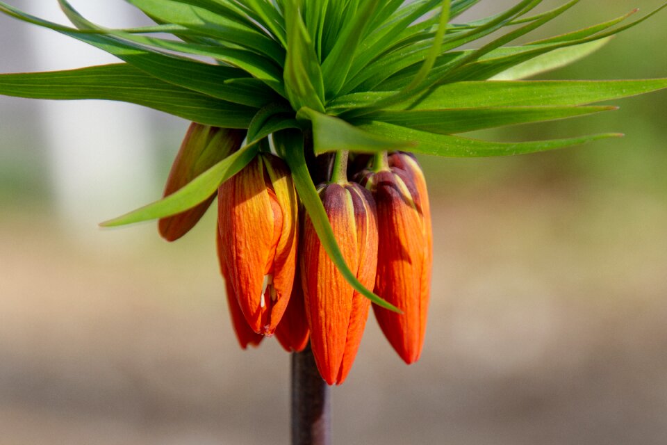 Nature lilies plant