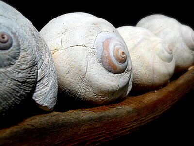 Nature shell beach art