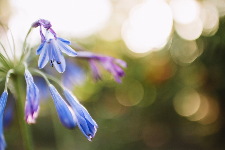 Petal flower bokeh photo