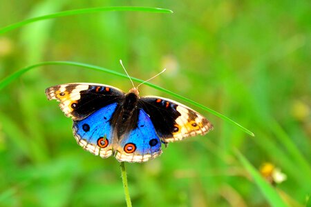 Butterfly isolated elegance nature