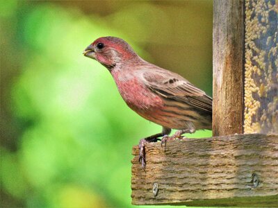 Colorful wildlife velvet