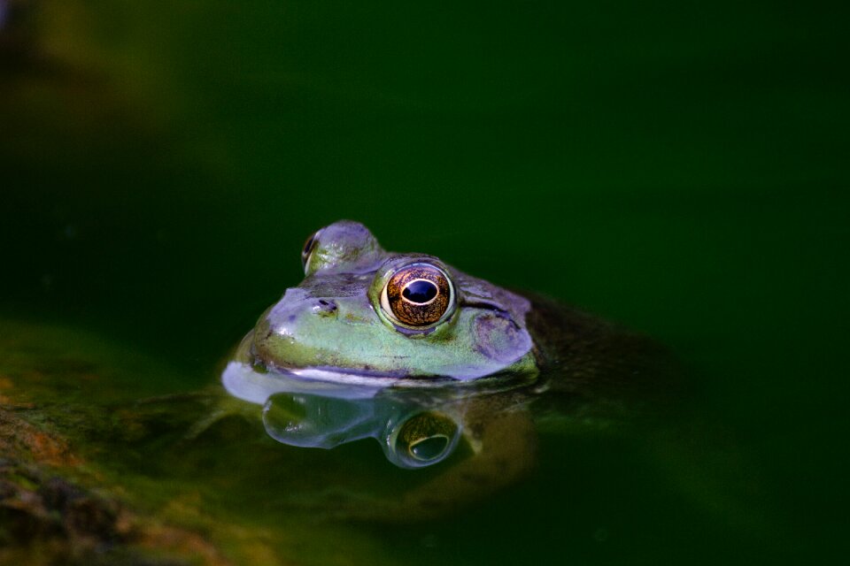 Nature frog amphibians
