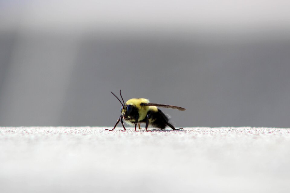 Wing outdoors gray bee