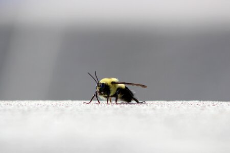 Wing outdoors gray bee