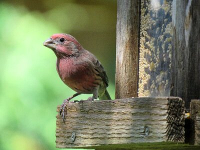 Velvet wildlife colorful