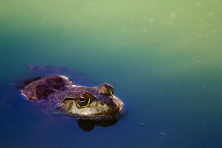 Frog amphibians animals photo