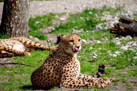 Wild animal dangerous tongue