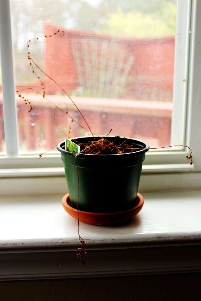 Flower plant pot