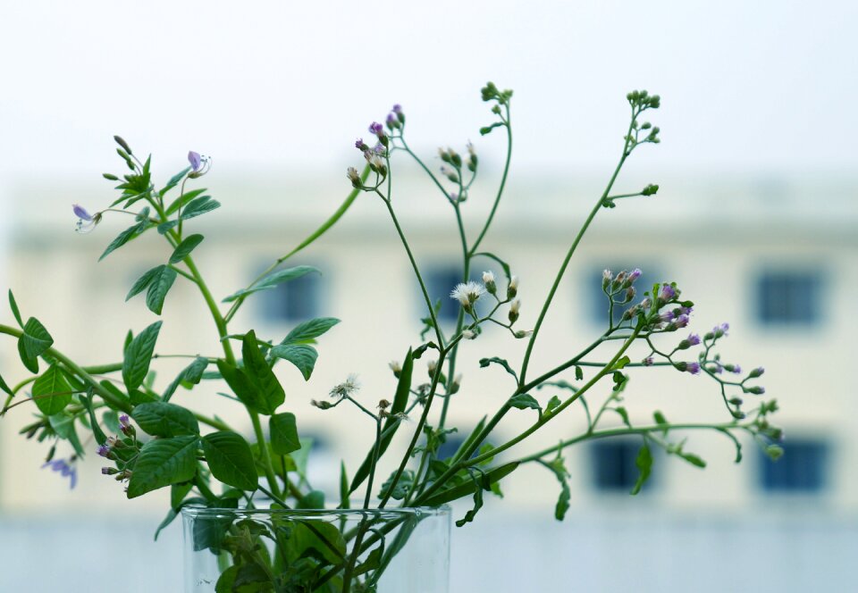 Li ti side window frames background