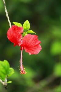 Flower butterfly garden photo