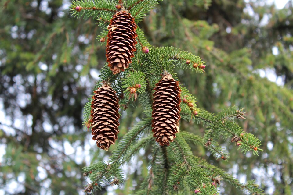 Cones pine needle