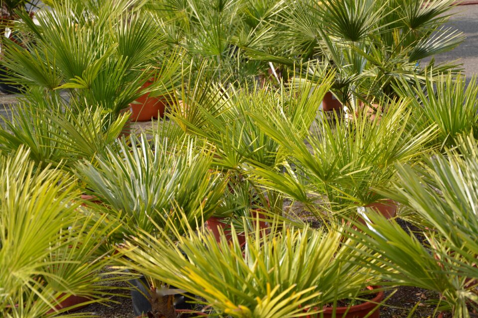 Culture botany nature