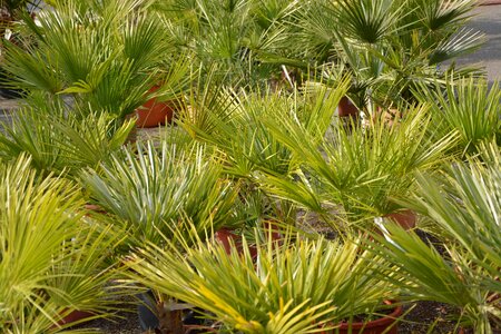 Culture botany nature