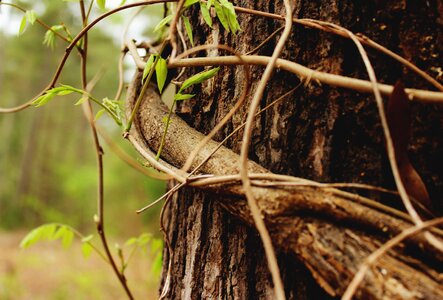 Bark trunk vines photo