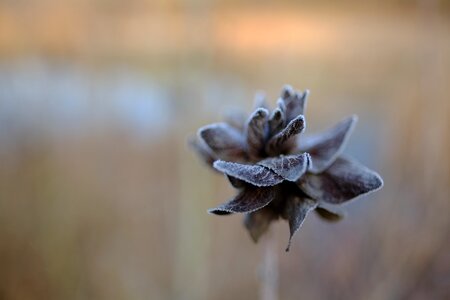 Hoar frost hoarfrost flower photo