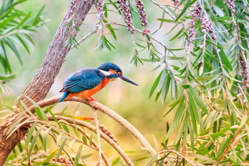 Wildlife animal color