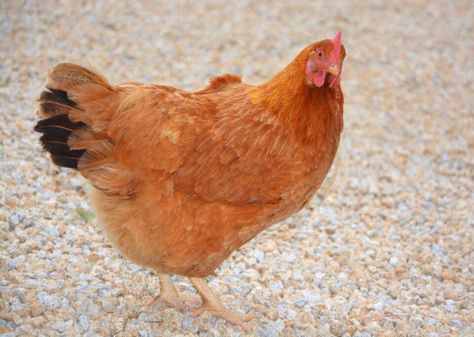 Animal domestic animal nature