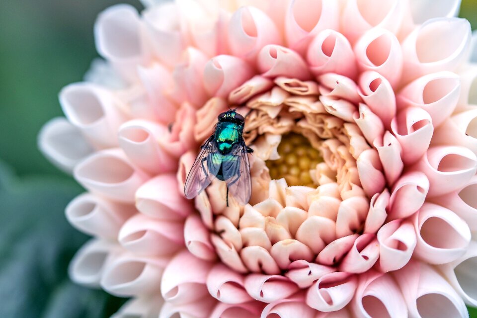Bluebottle insect nature