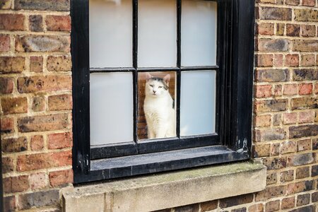 London brick windows photo