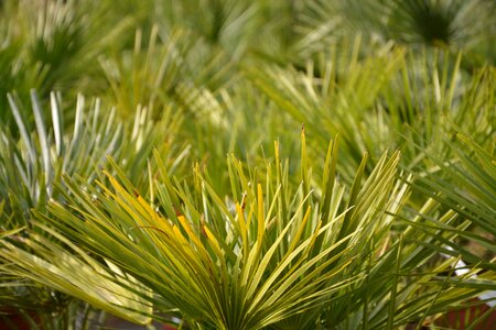 Plant nature fin