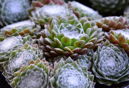 Cactus green pot