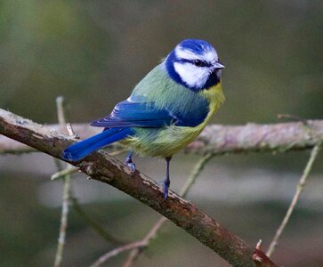 Yellow wildlife nature