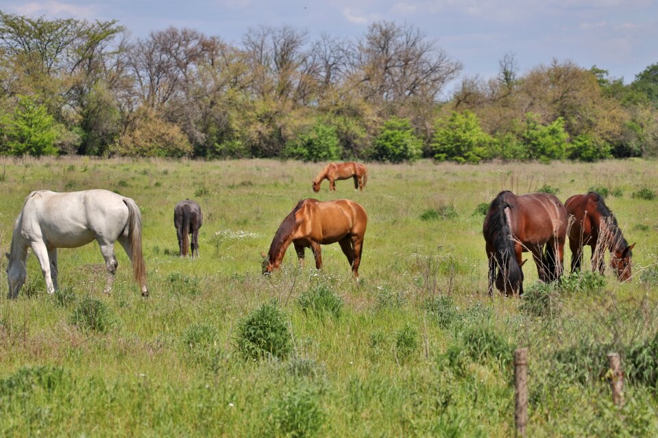 Stallion farm equine
