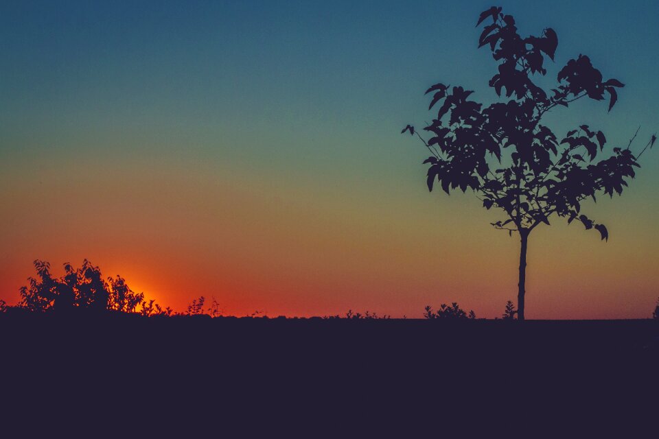 Plants trees sky