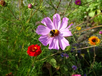 Flower nature garden