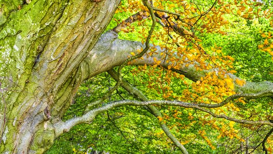 Forest trees nature photo