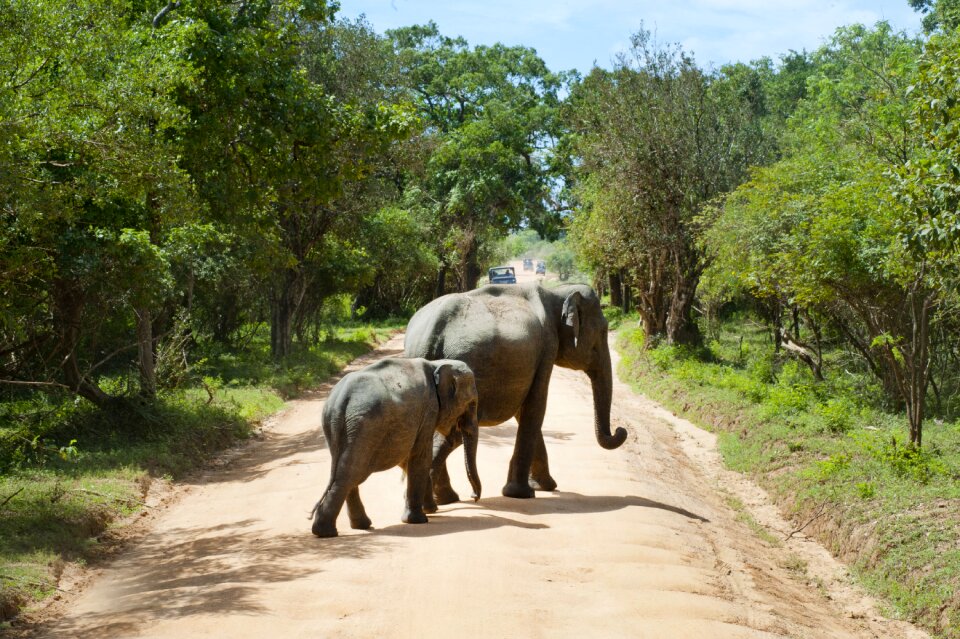 Animal forest road