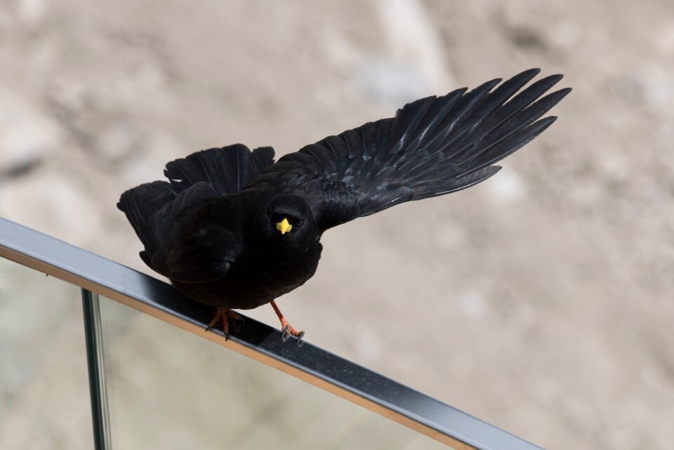 Nature animal chough