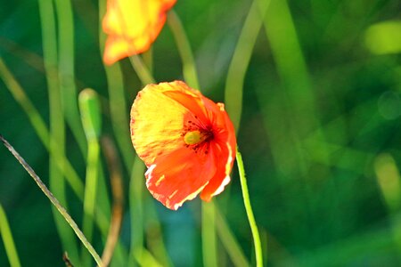 Evening light sun red poppy