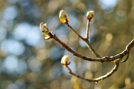 Tree plant growth photo