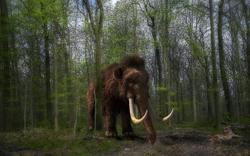 Forest nature mammal