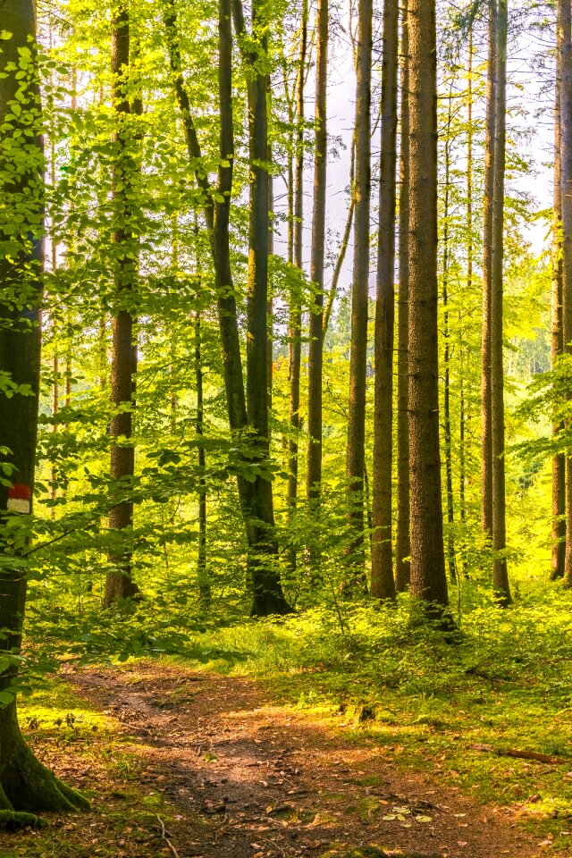 Nature trees forest path