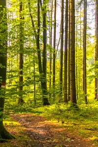 Nature trees forest path photo