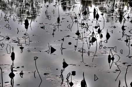 Water pond aquatic plants